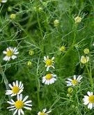 Chamomile & Geranium Lip Balm